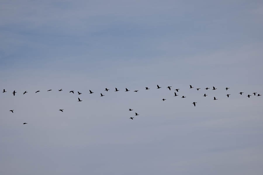 Cormoran à aigrettes - ML645494603