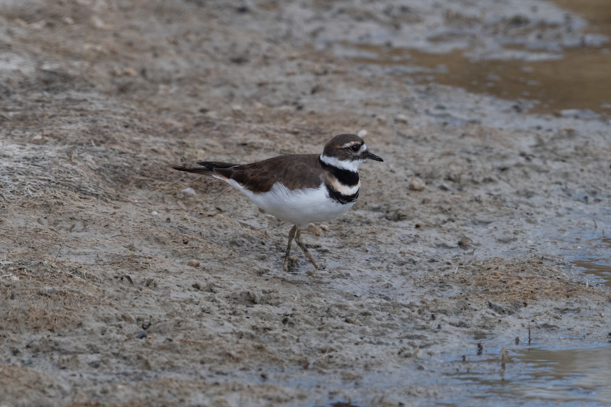 tobeltelo - ML645494604