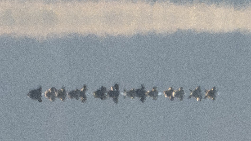 duck sp. - ML645494605