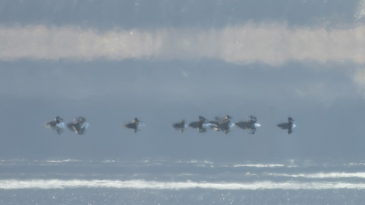 duck sp. - ML645494606