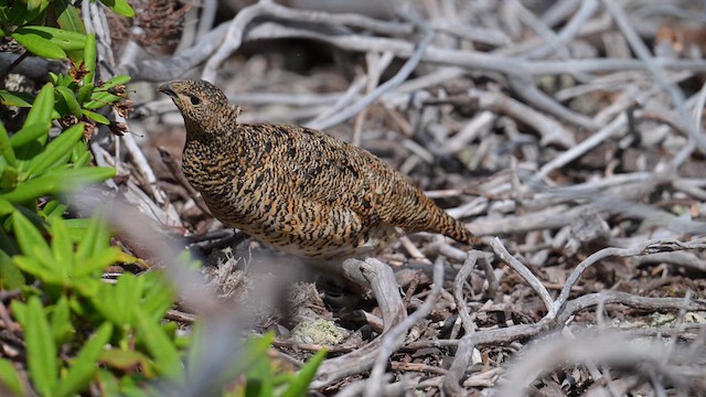Dağ Kar Tavuğu - ML645494607
