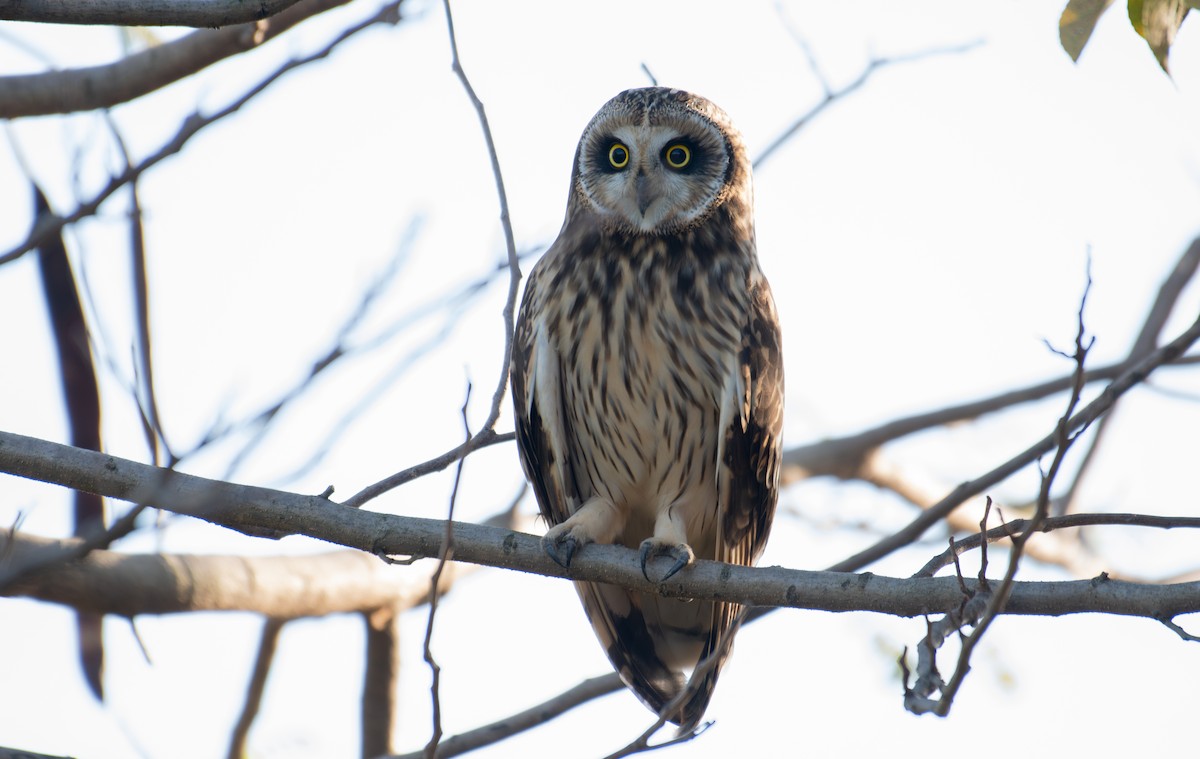 Short-eared Owl - ML645494613