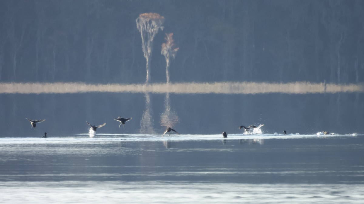 American Coot - ML645494617