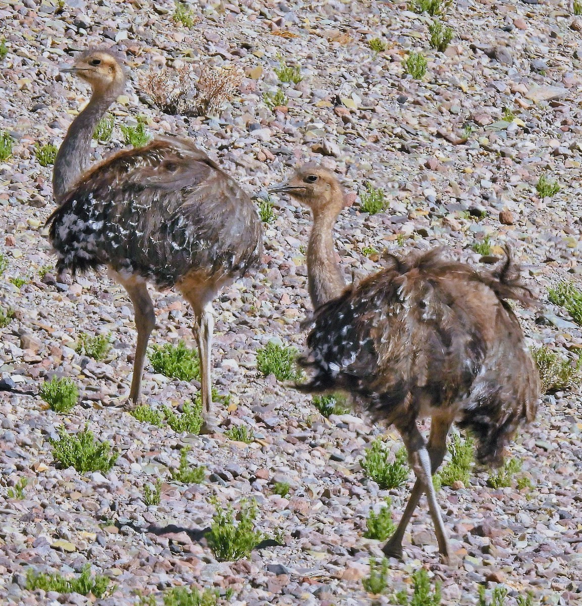 Lesser Rhea - ML645494620