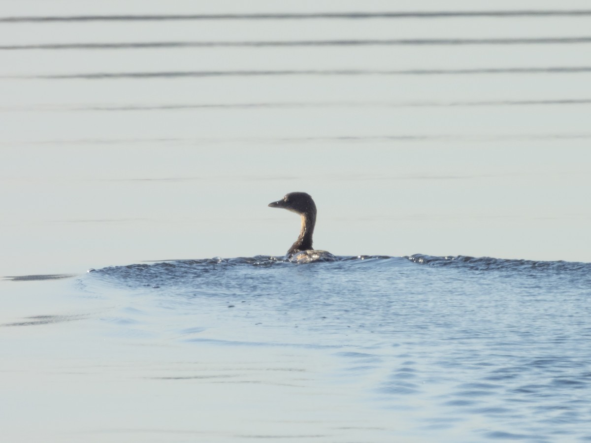 Pied-billed Grebe - ML645494622