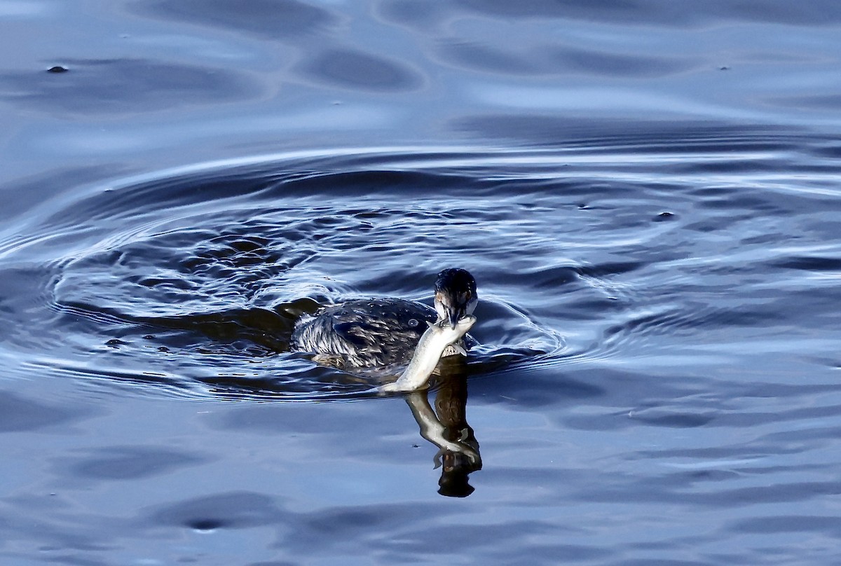 Eared Grebe - ML645494624