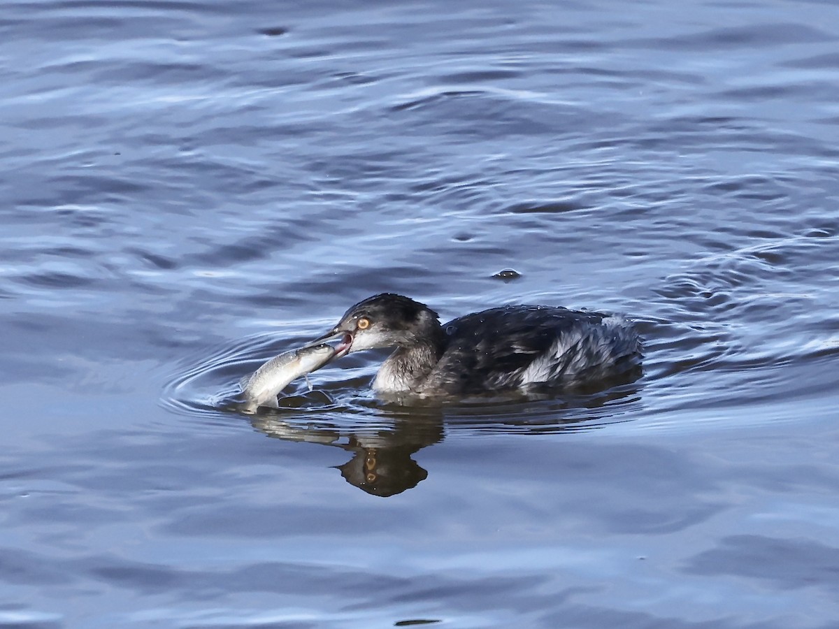 Eared Grebe - ML645494625