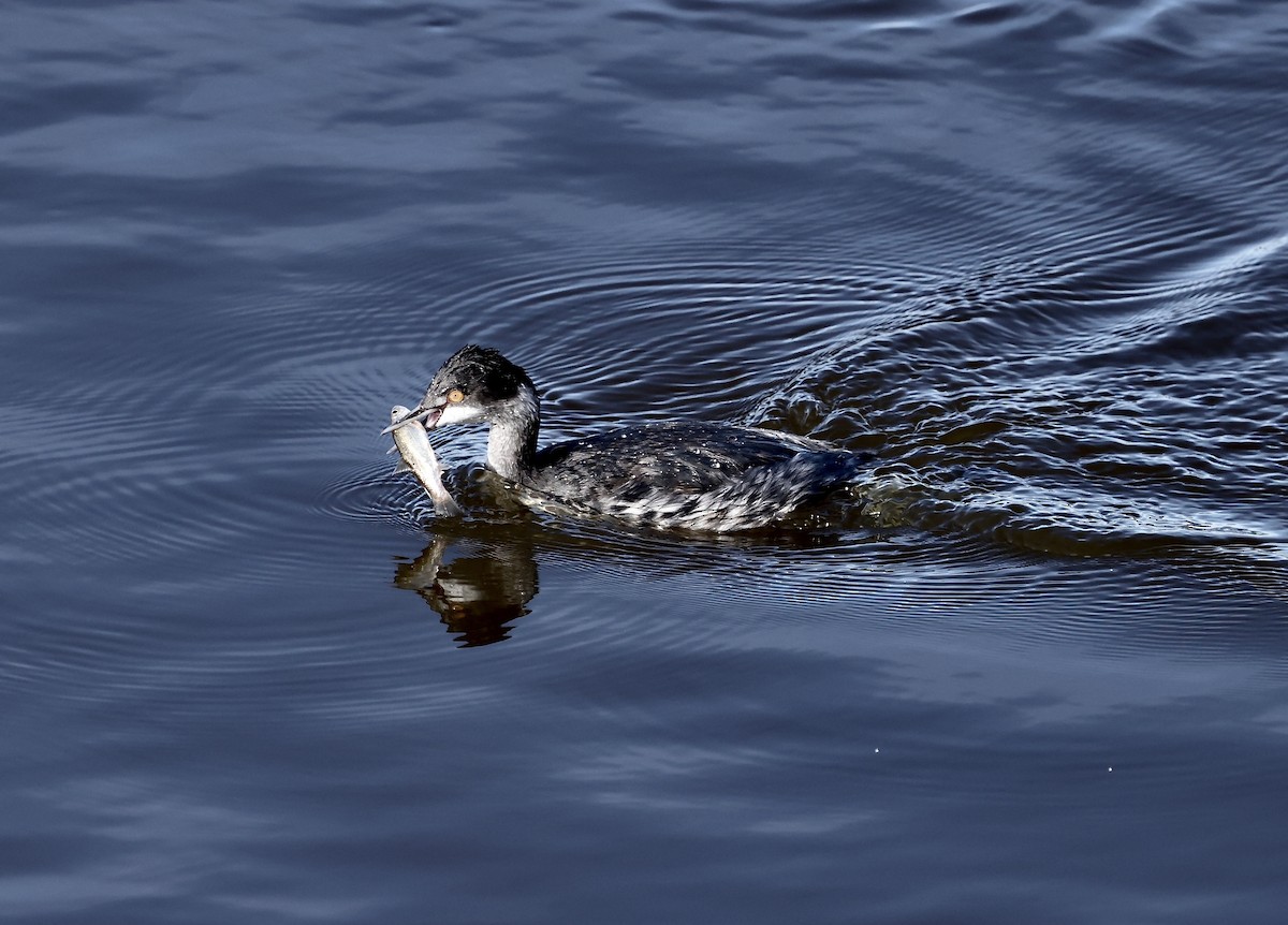 Eared Grebe - ML645494626