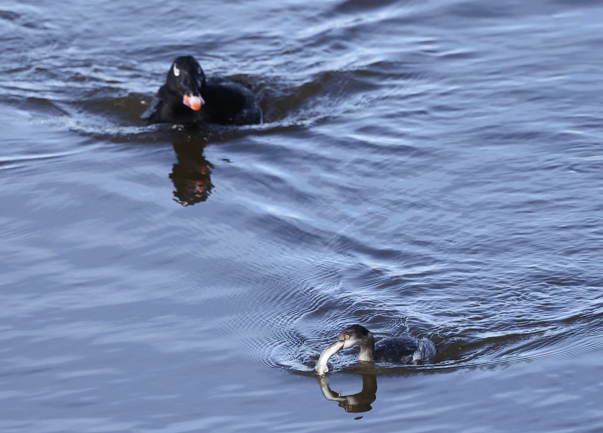 Eared Grebe - ML645494627
