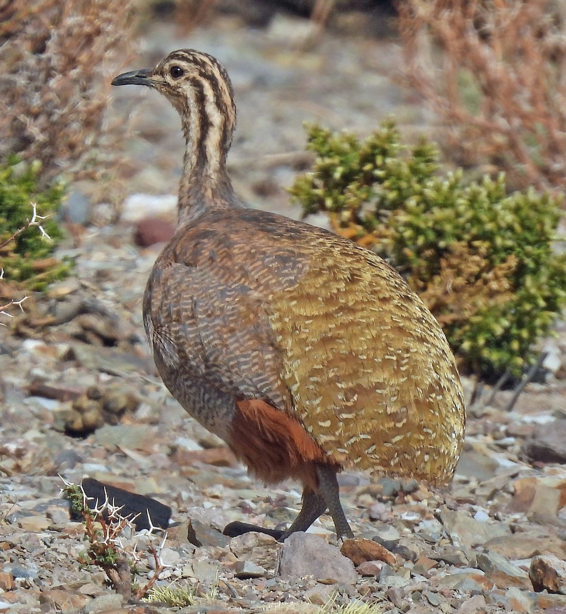 Puna Tinamou - ML645494629