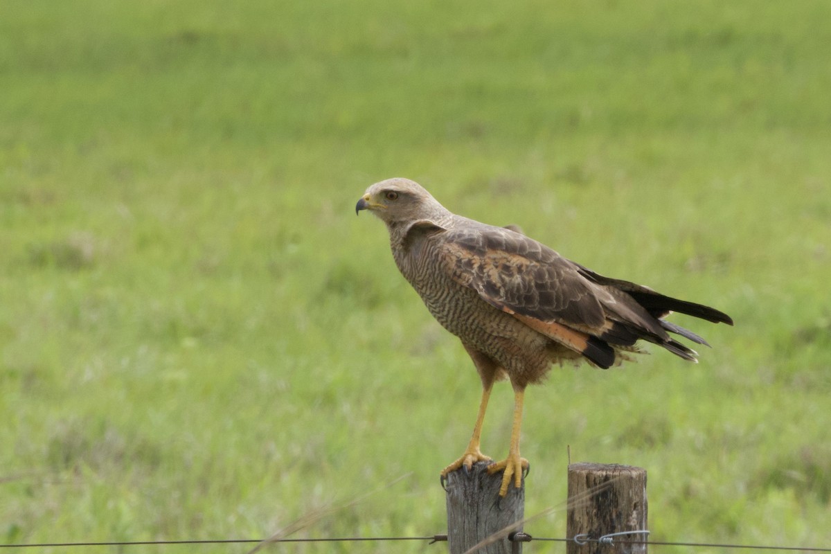 Саванный крабоед - ML645494630