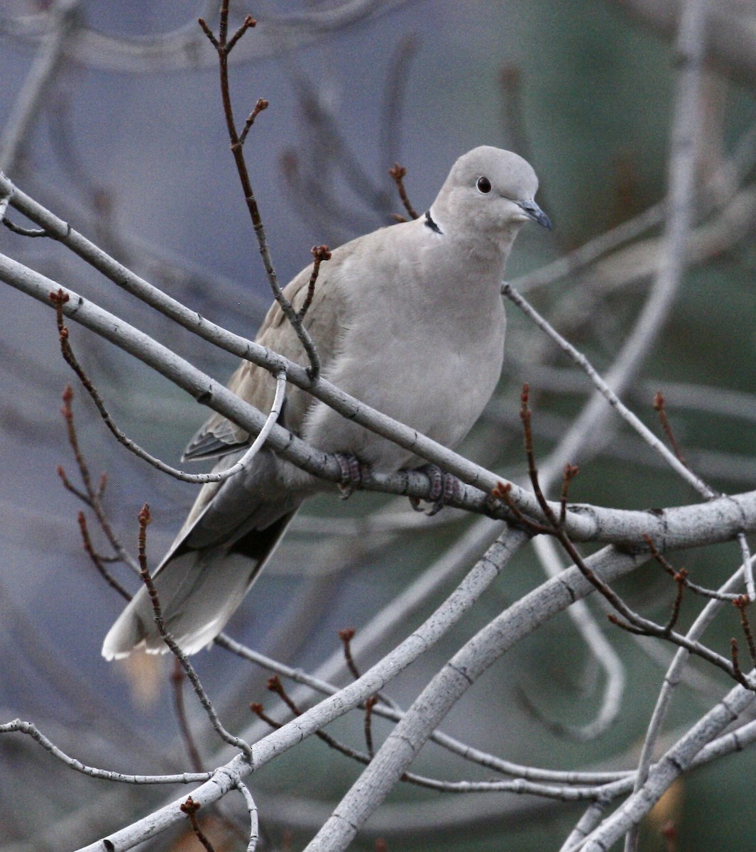 tyrkerdue - ML645494637