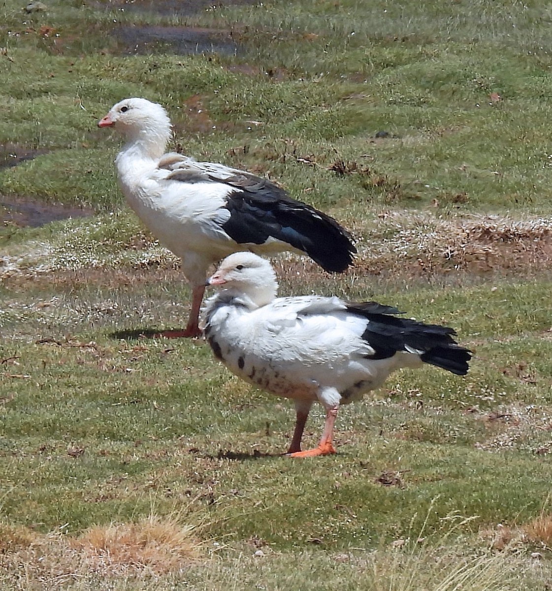 Andean Goose - ML645494638