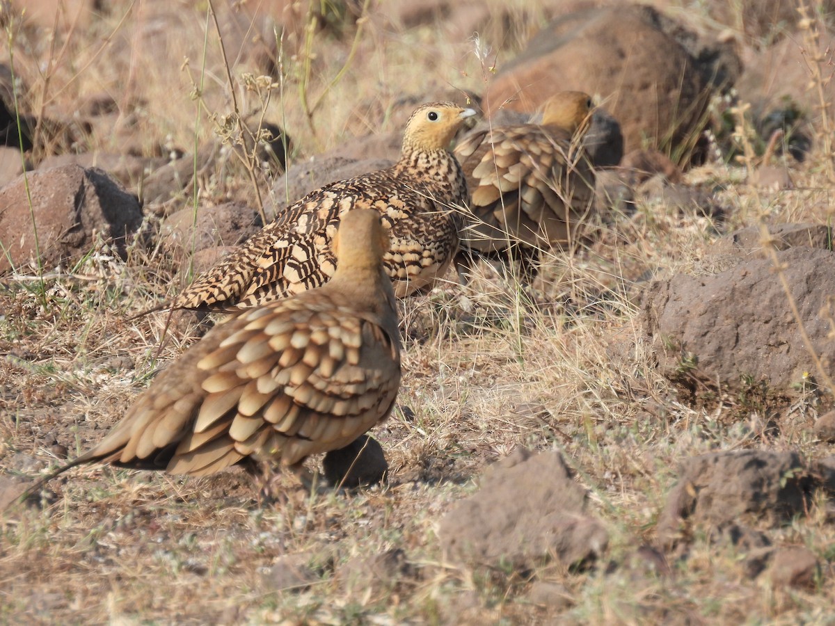 Chestnut-bellied Sandgrouse - ML645494647