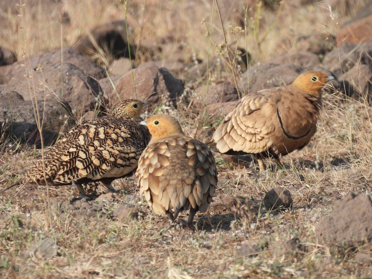 Chestnut-bellied Sandgrouse - ML645494648