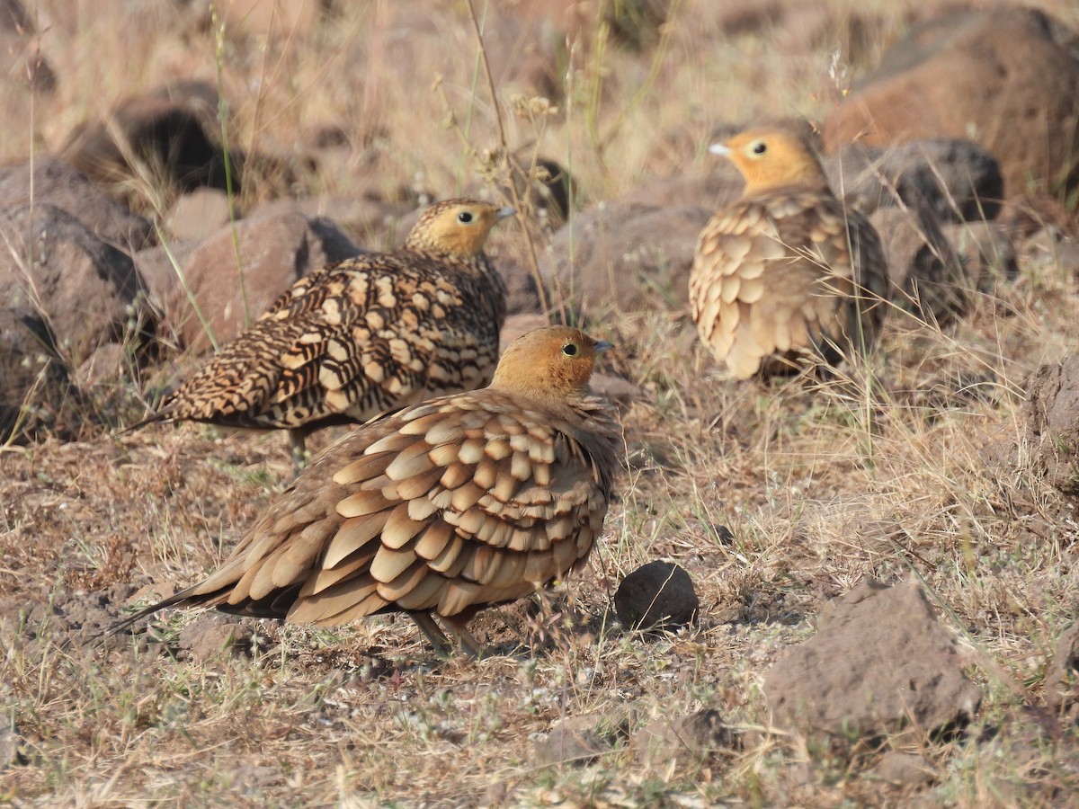 Chestnut-bellied Sandgrouse - ML645494652