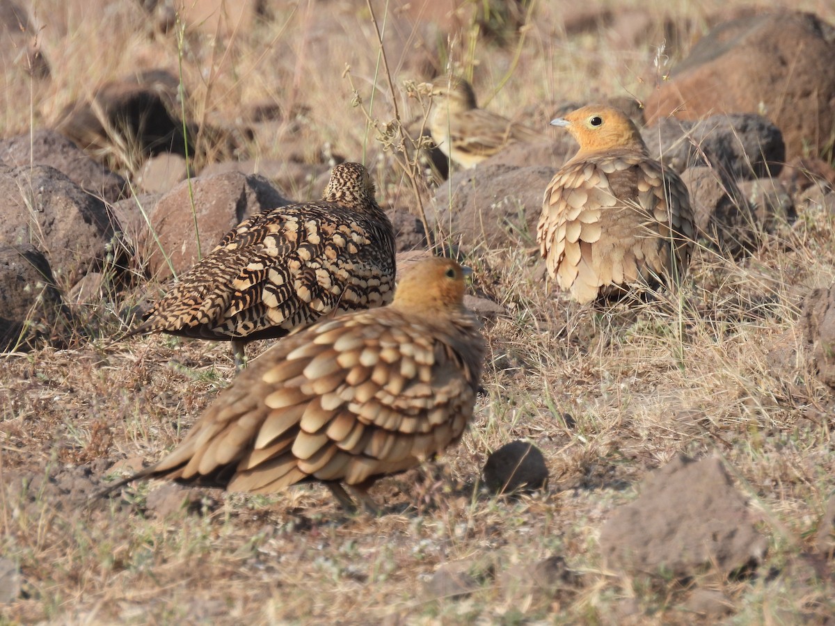 Chestnut-bellied Sandgrouse - ML645494653