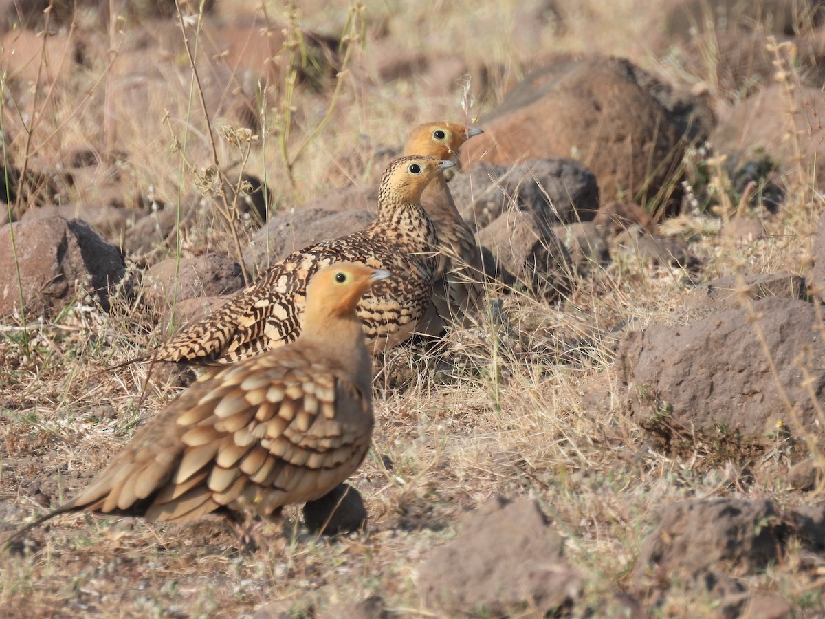 Chestnut-bellied Sandgrouse - ML645494654