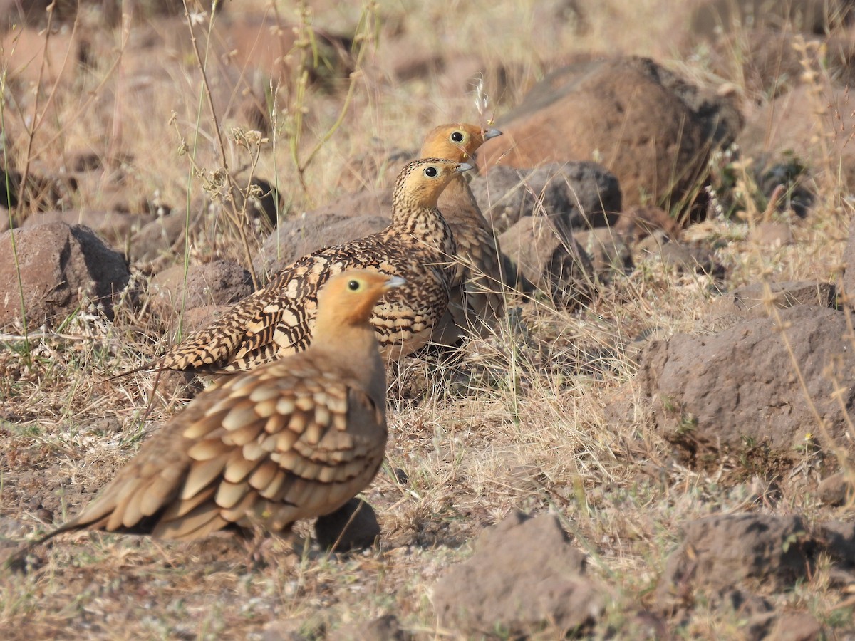 Chestnut-bellied Sandgrouse - ML645494655