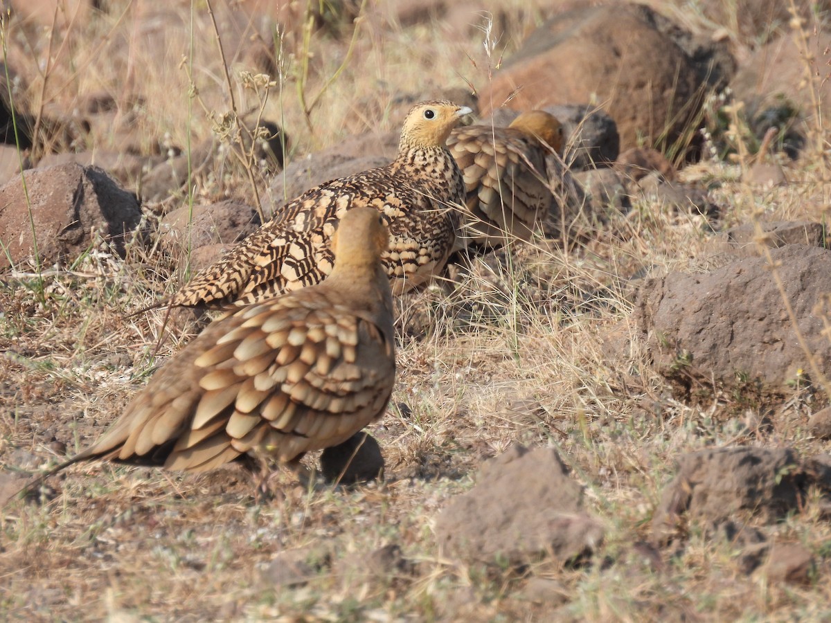 Chestnut-bellied Sandgrouse - ML645494656