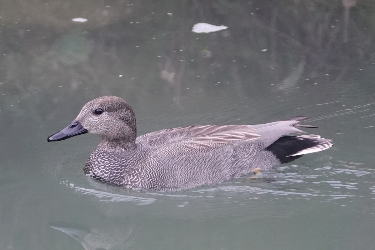 オカヨシガモ - ML645494660