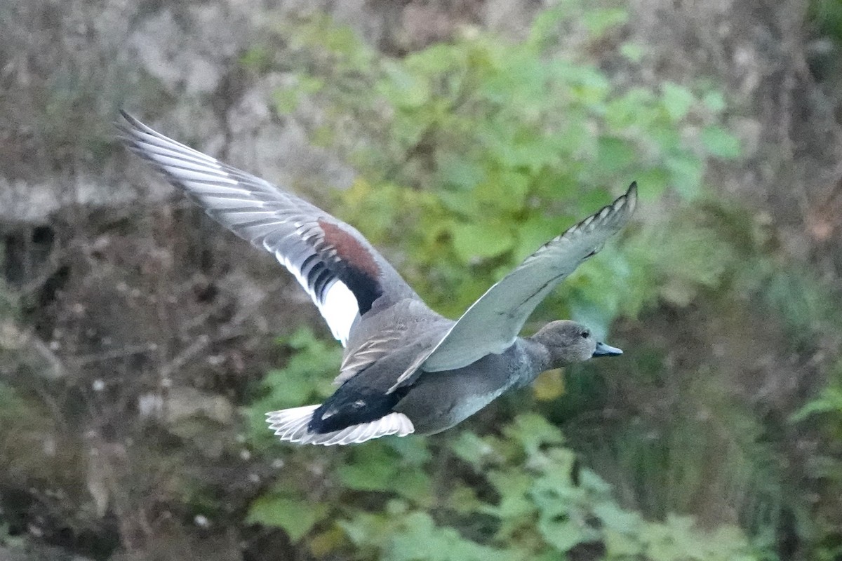 オカヨシガモ - ML645494662