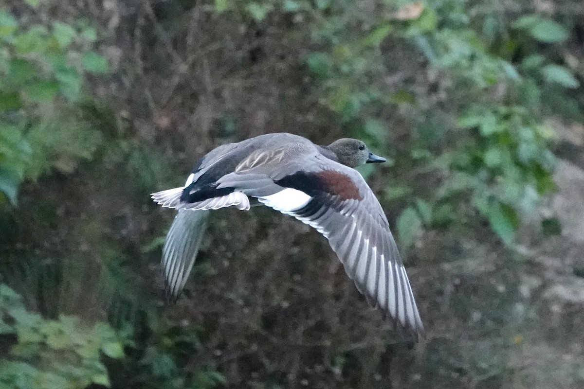 オカヨシガモ - ML645494664