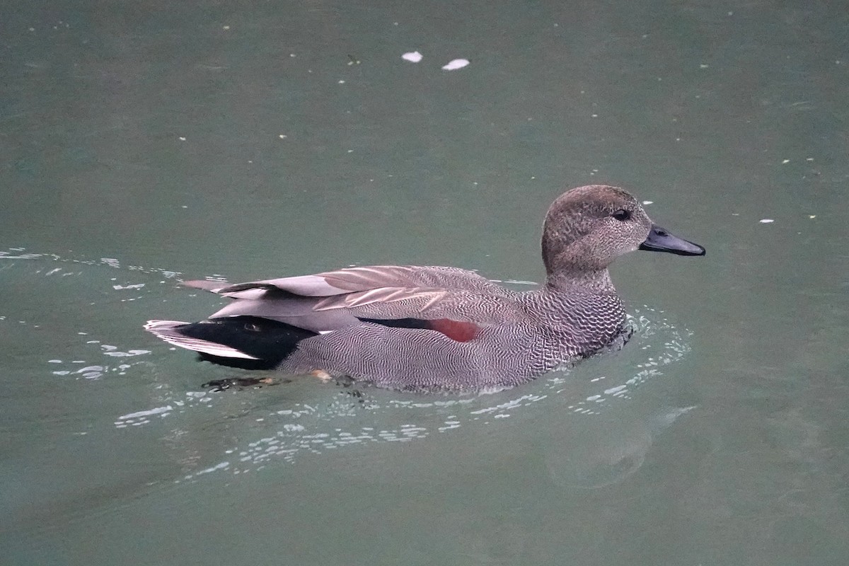 オカヨシガモ - ML645494665