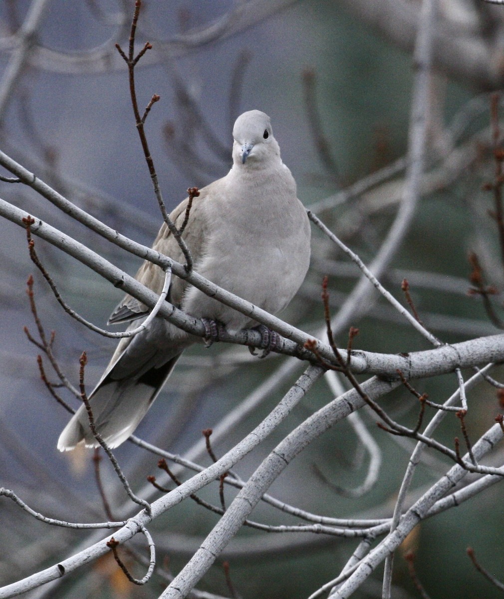 tyrkerdue - ML645494666