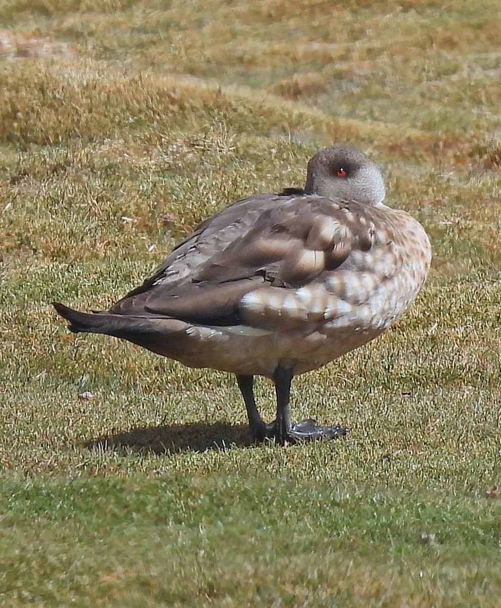 Crested Duck - ML645494667