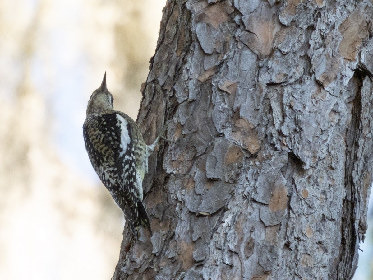 Yellow-bellied Sapsucker - ML645494669