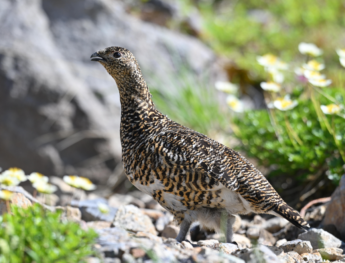 Куріпка тундрова - ML645494670