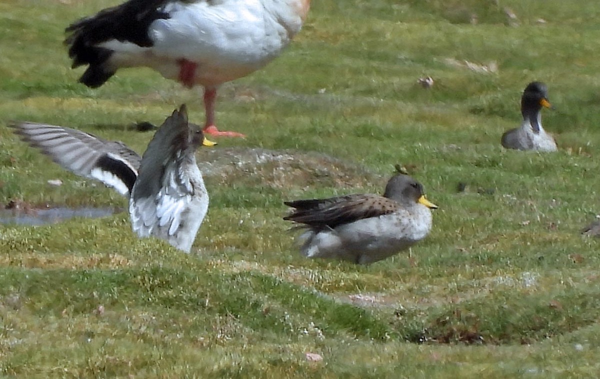 Yellow-billed Teal - ML645494672
