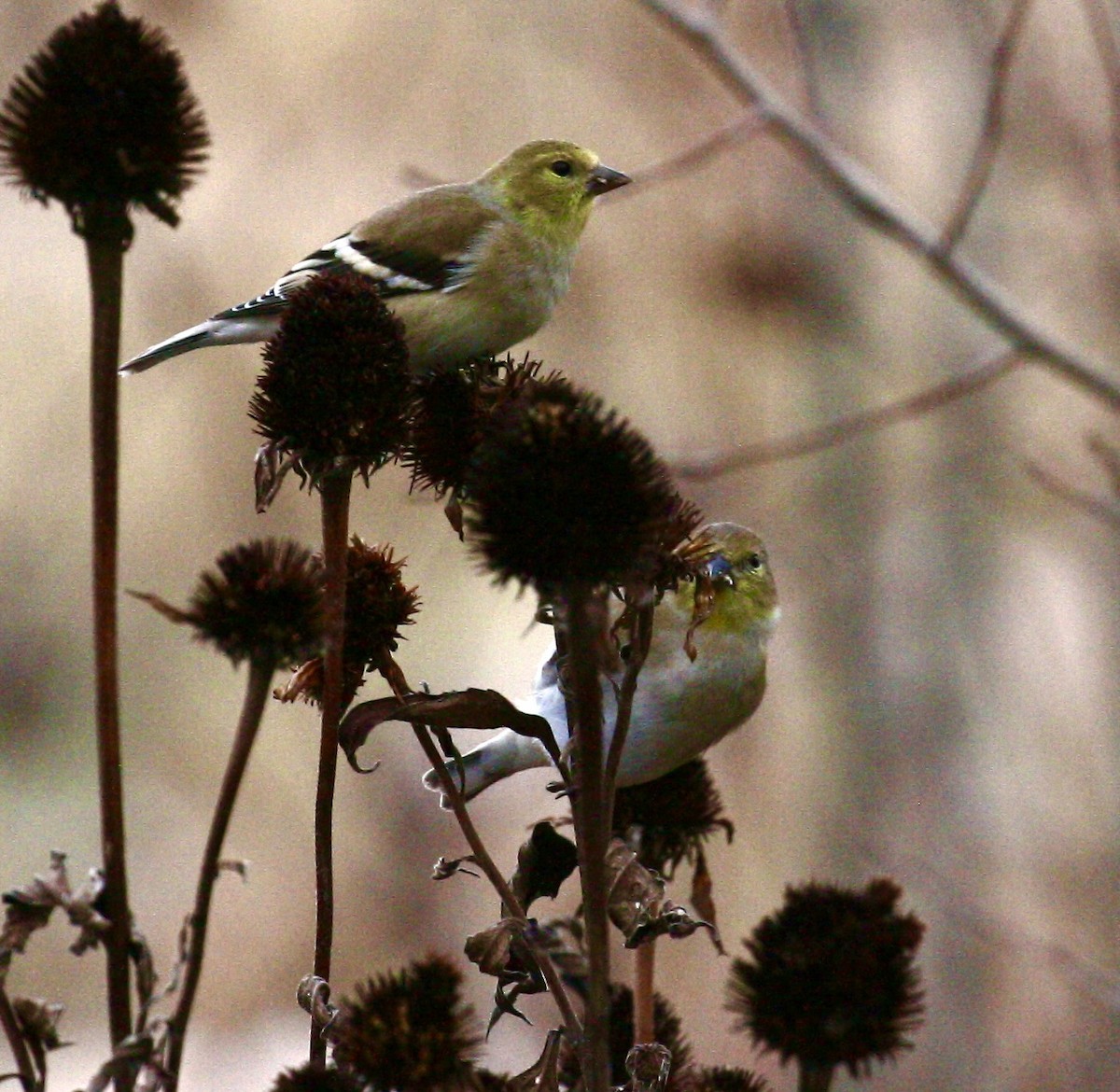 gulstillits - ML645494674