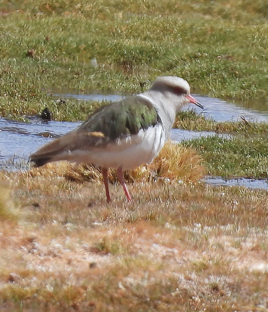 Andean Lapwing - ML645494675