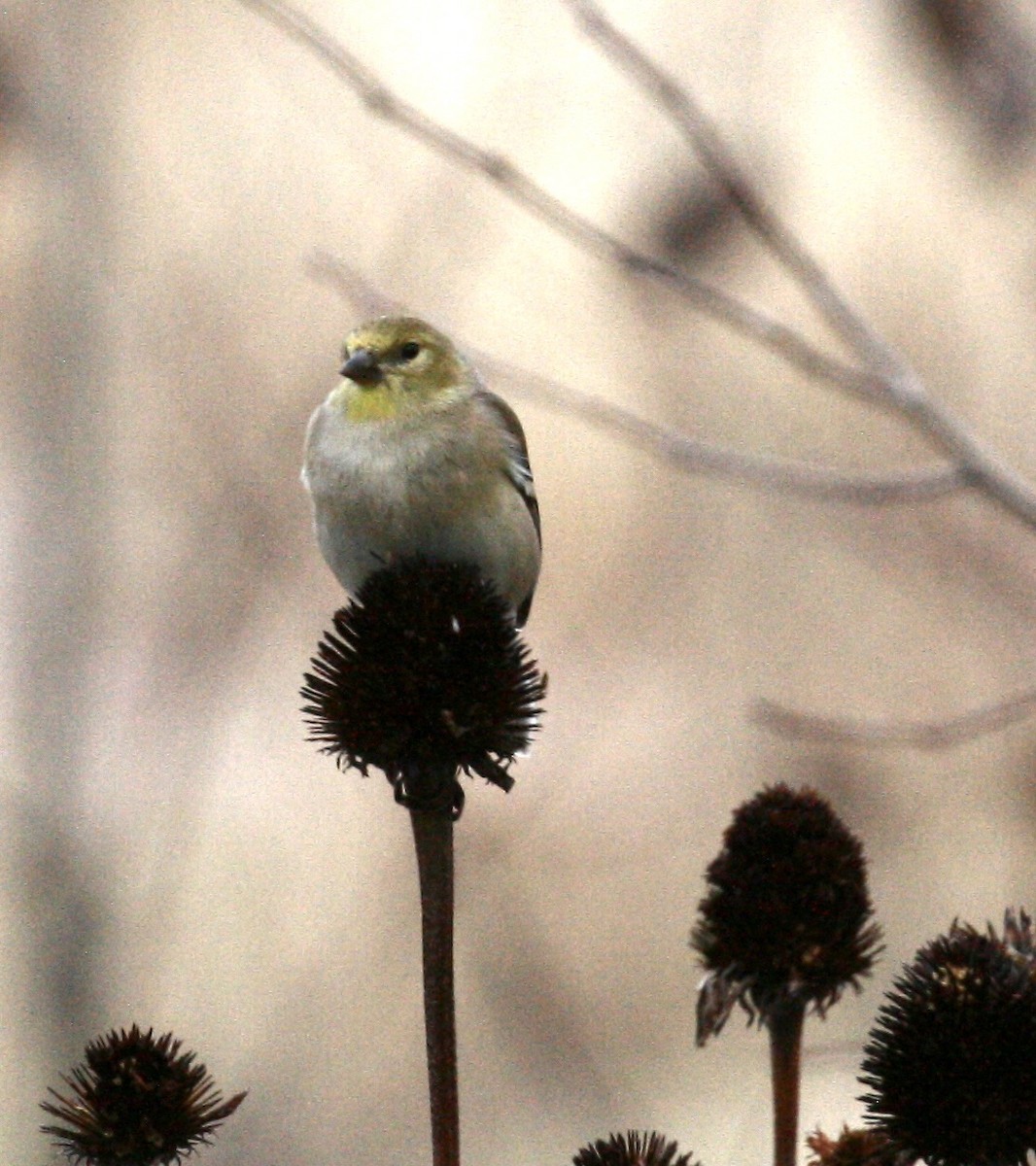 gulstillits - ML645494676