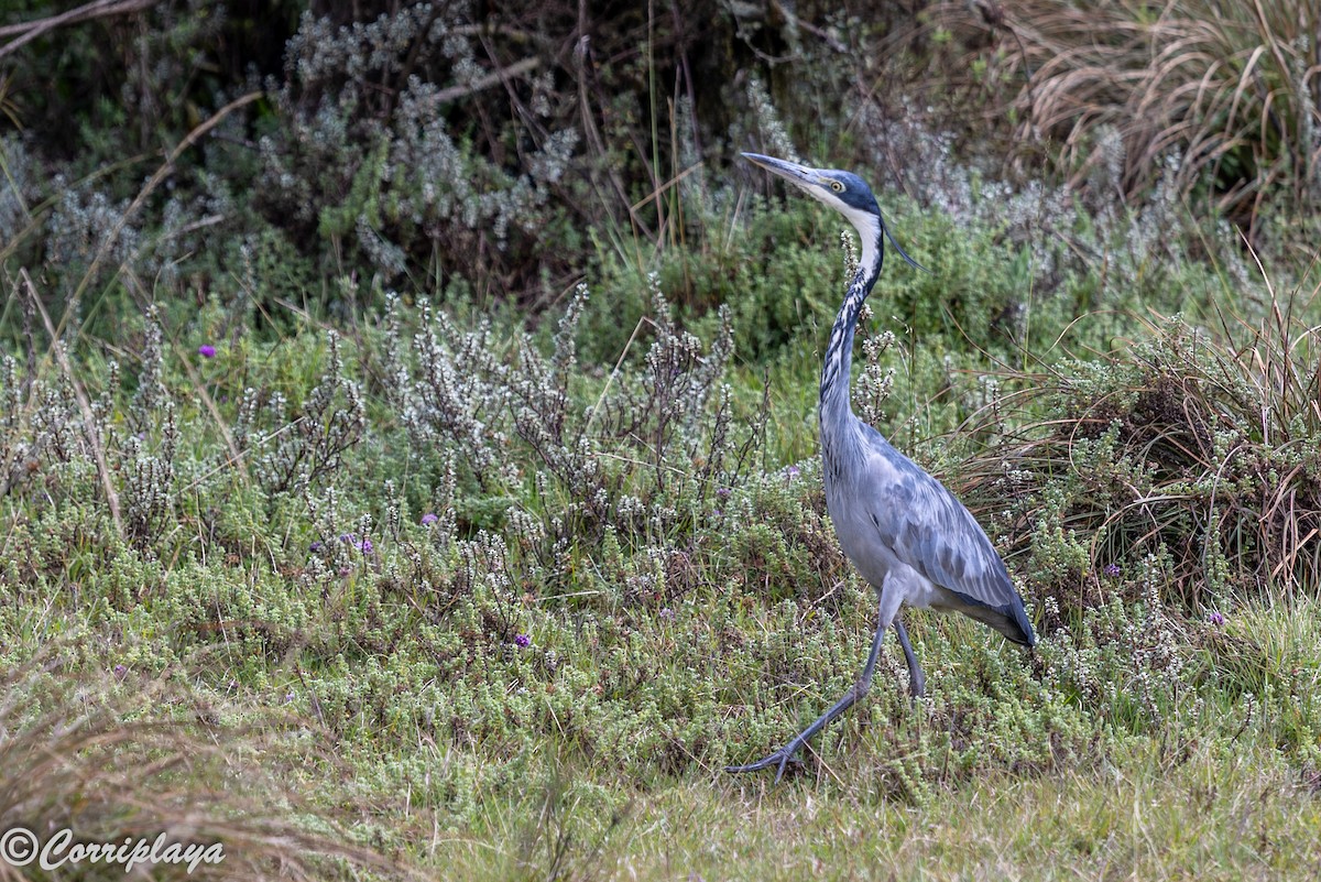Héron mélanocéphale - ML645494677