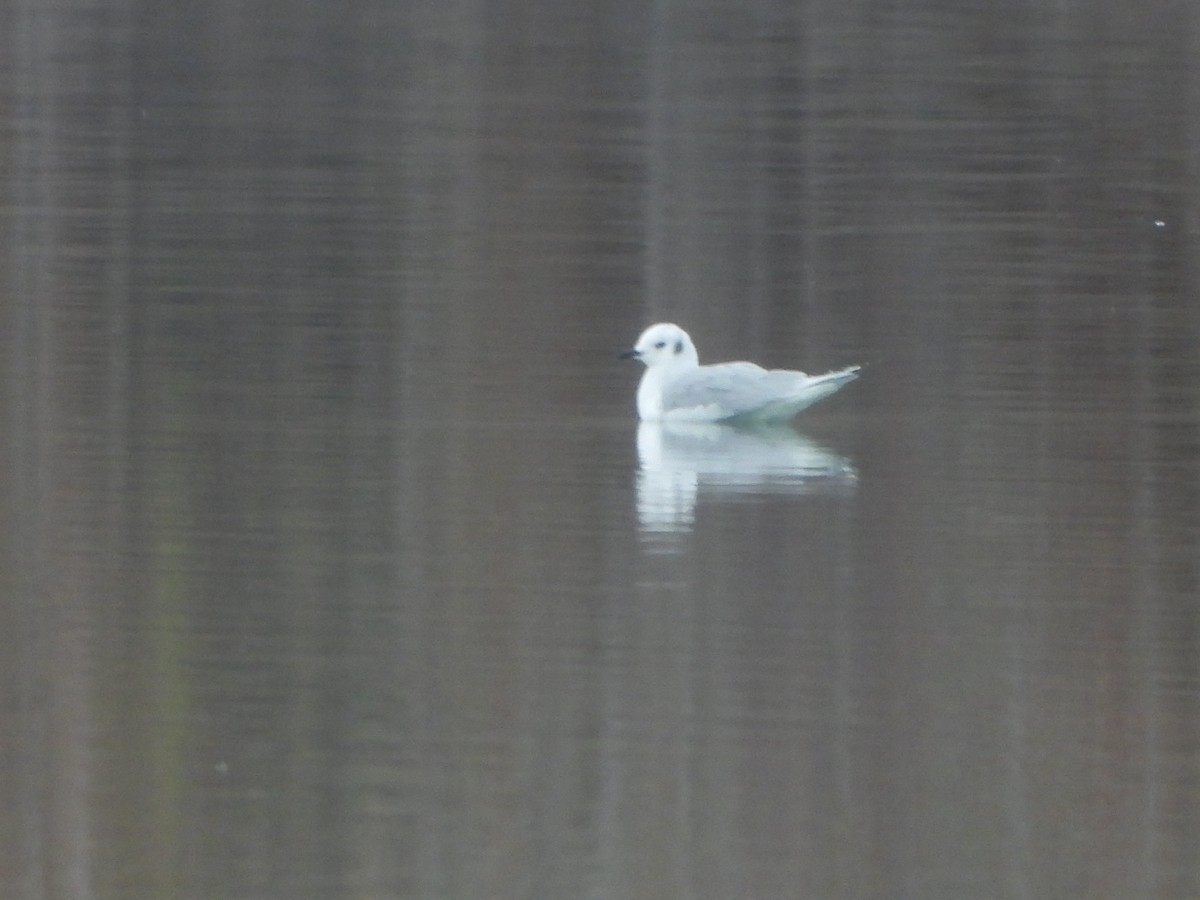 Bonaparte's Gull - ML645494678