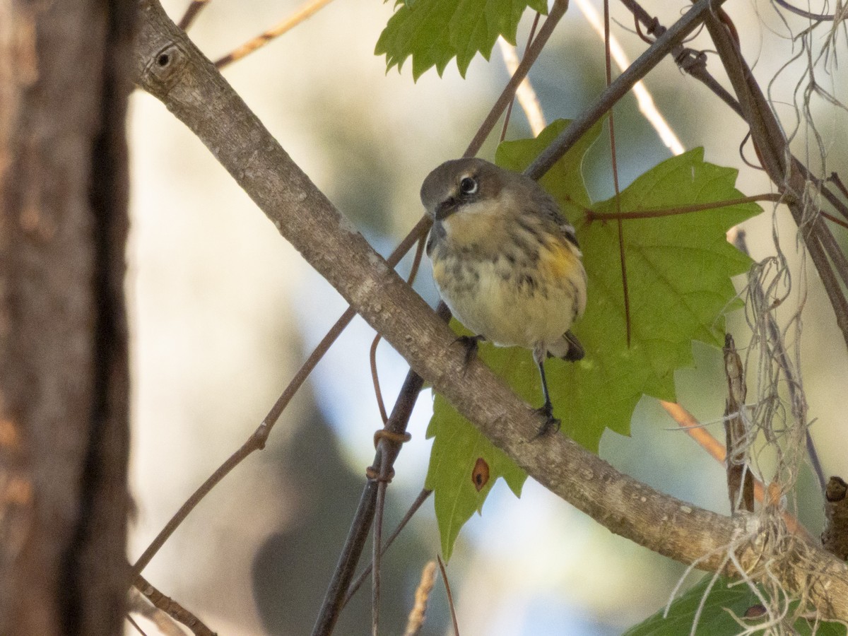 Yellow-rumped Warbler (Myrtle) - ML645494681