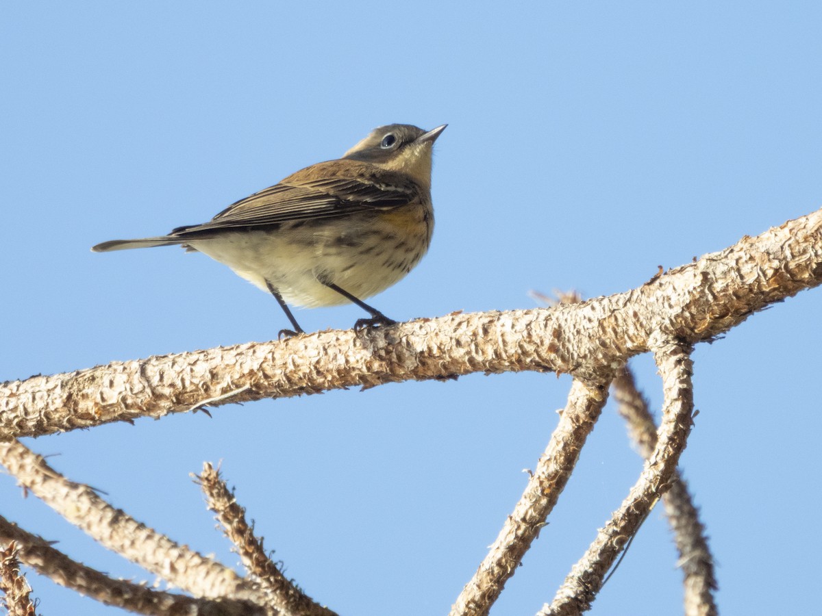 Yellow-rumped Warbler (Myrtle) - ML645494682