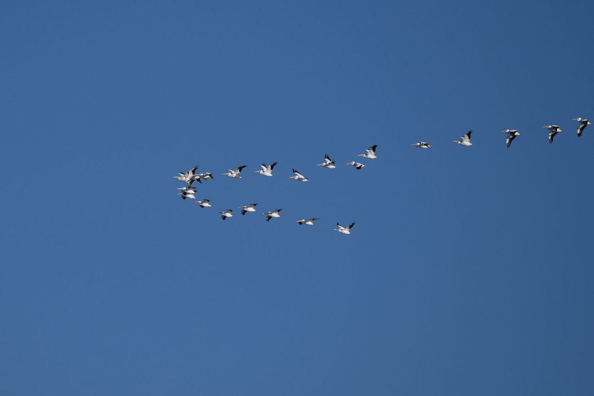 American White Pelican - ML645494683