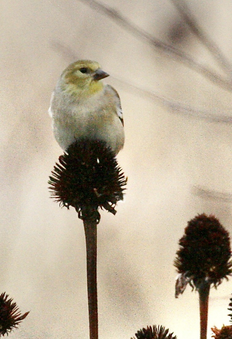 gulstillits - ML645494684