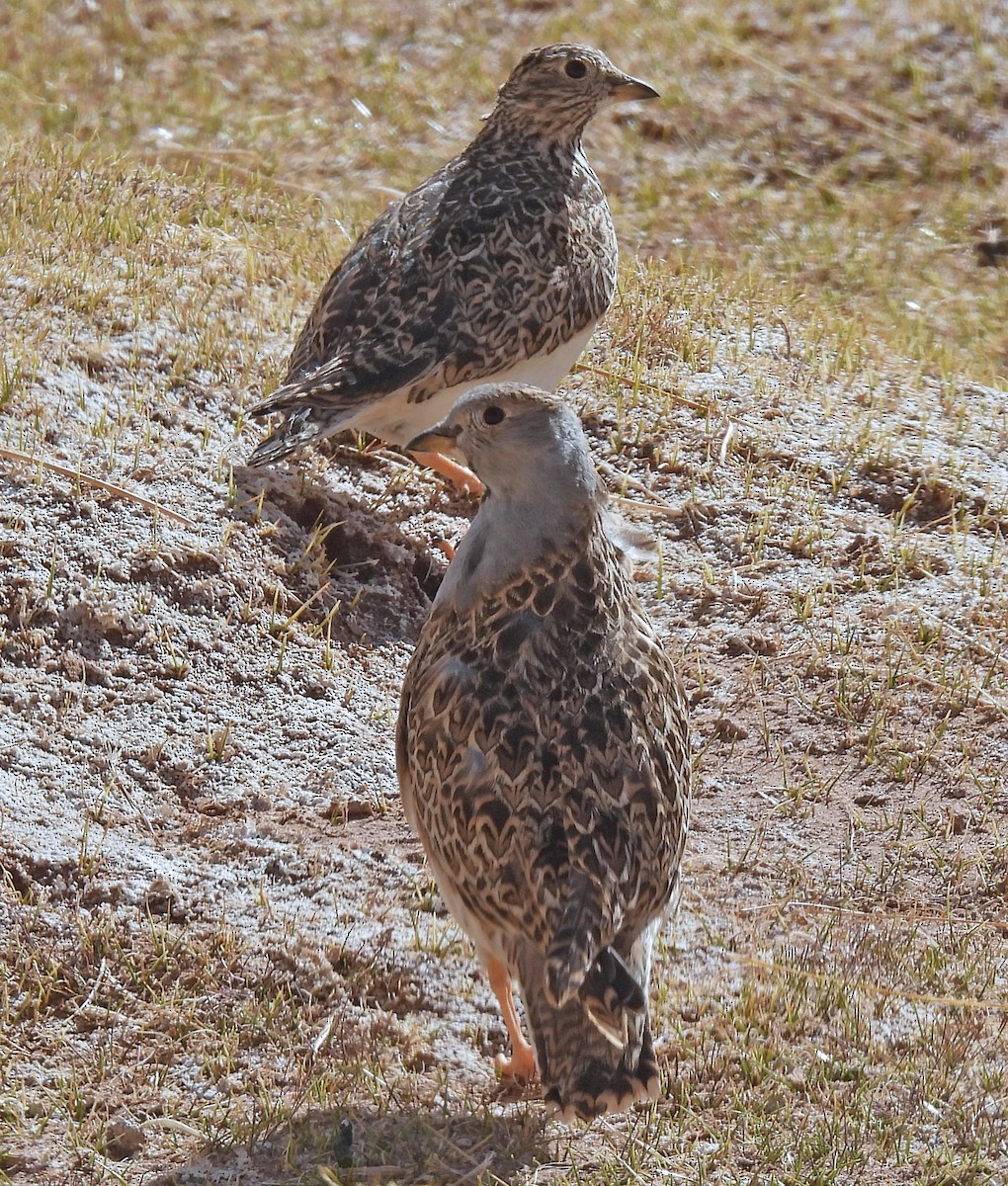 Gray-breasted Seedsnipe - ML645494685