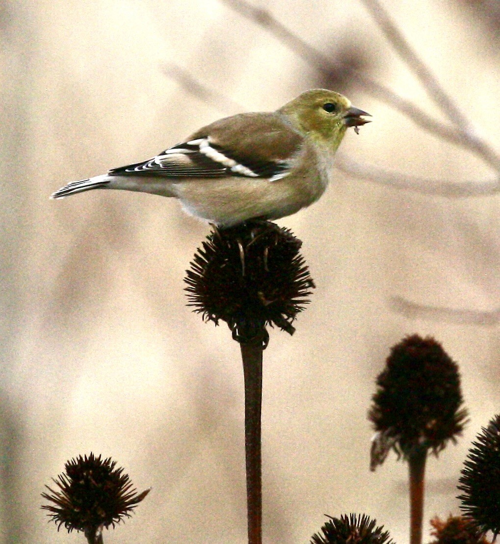 gulstillits - ML645494686