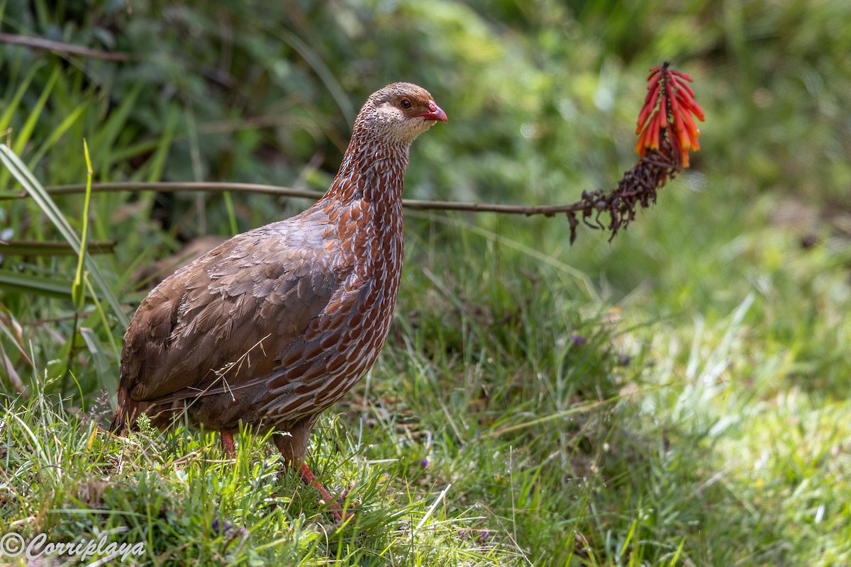 Jackson's Spurfowl - ML645494687