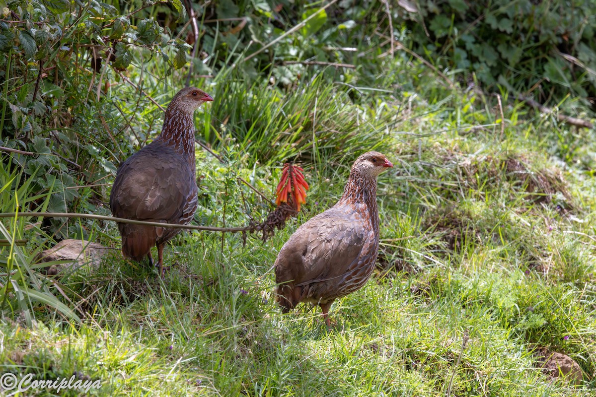 Jackson's Spurfowl - ML645494688