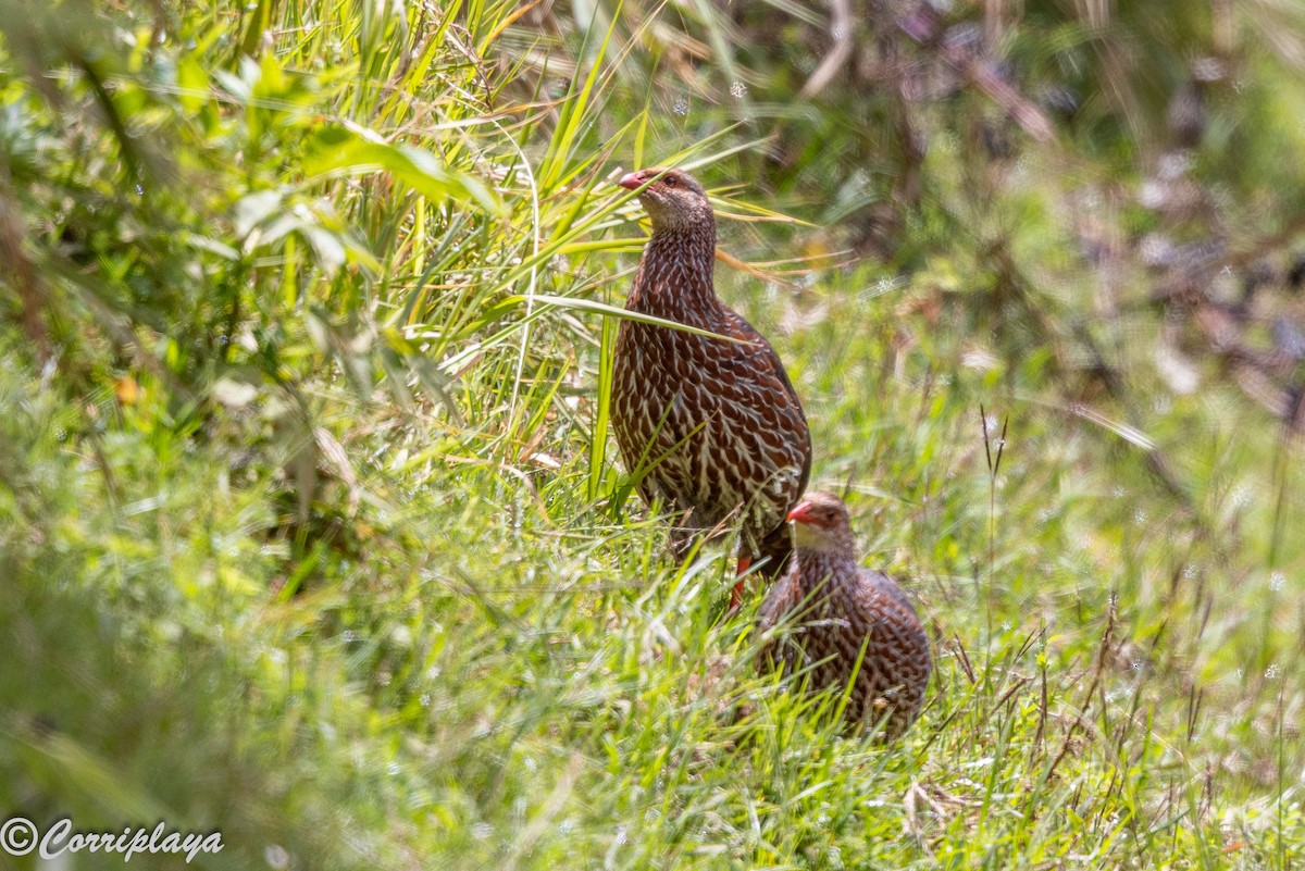 Jackson's Spurfowl - ML645494689