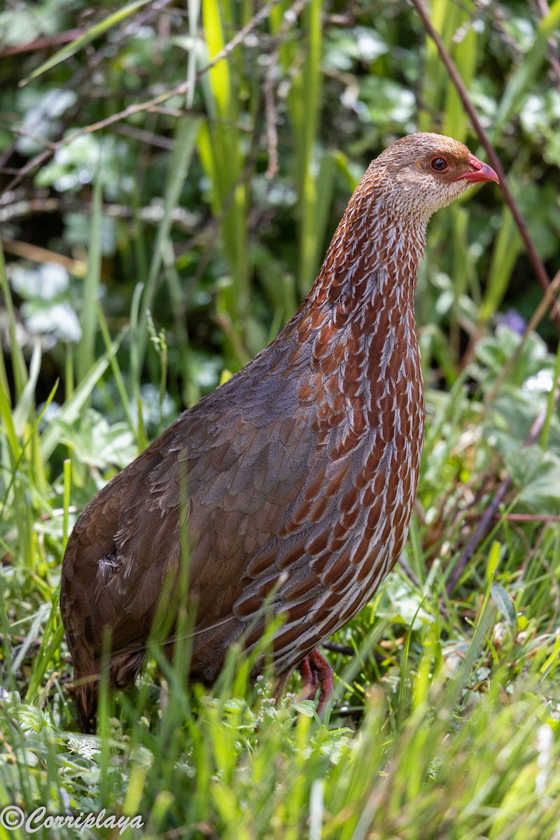 Jackson's Spurfowl - ML645494690