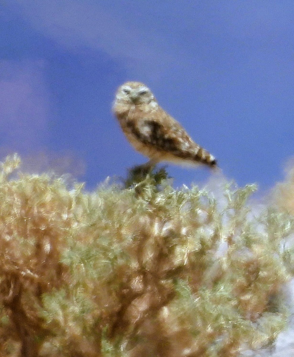 Burrowing Owl - ML645494693