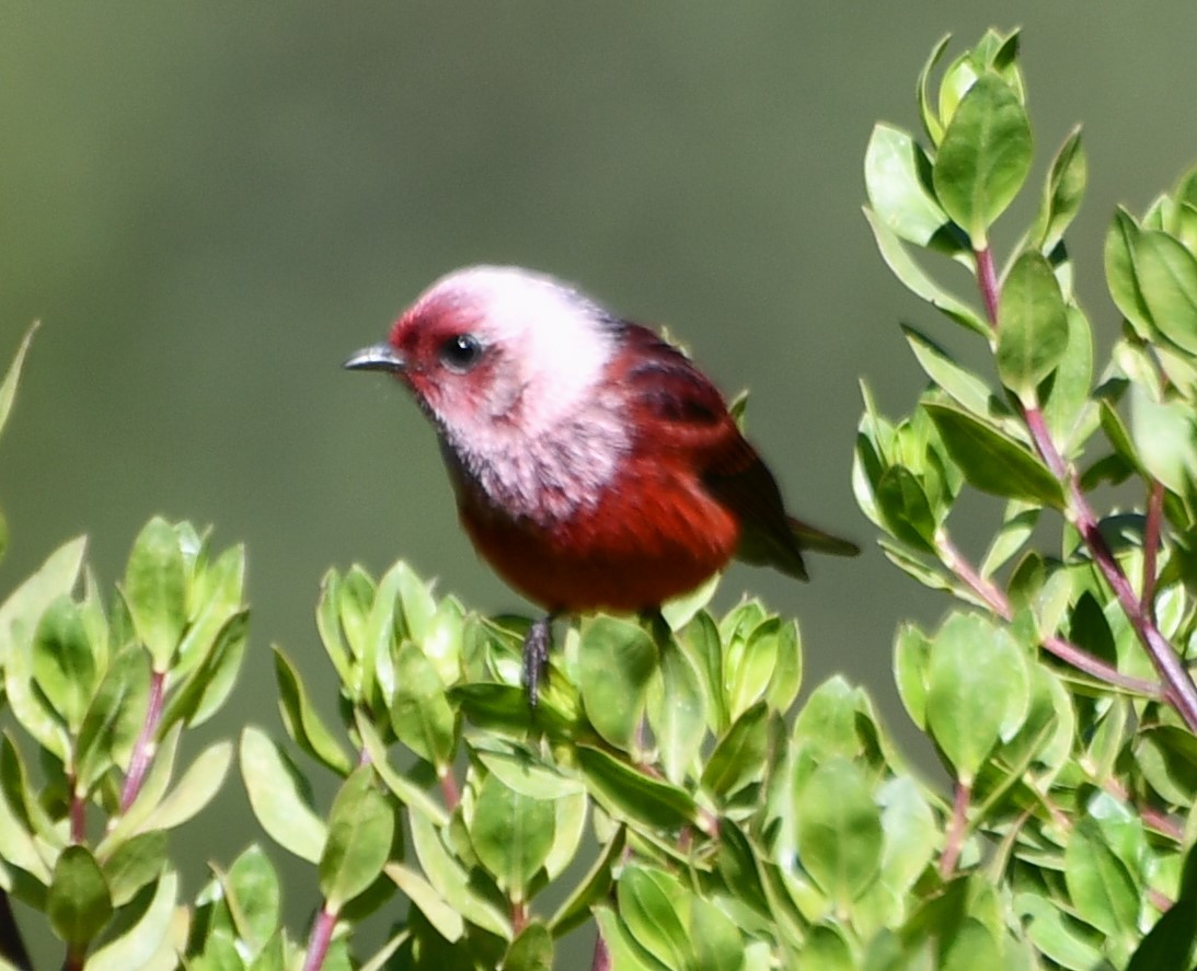 rosenparula - ML645494695